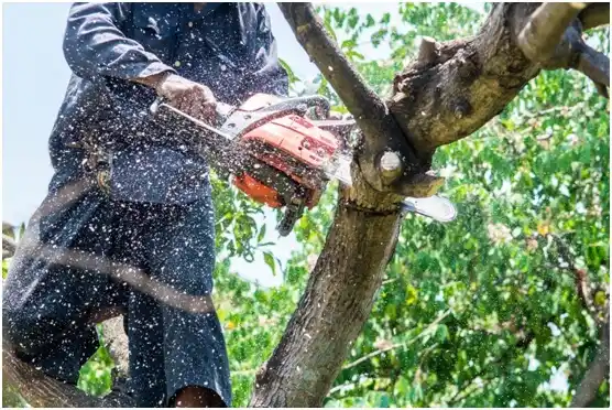 tree services Altavista